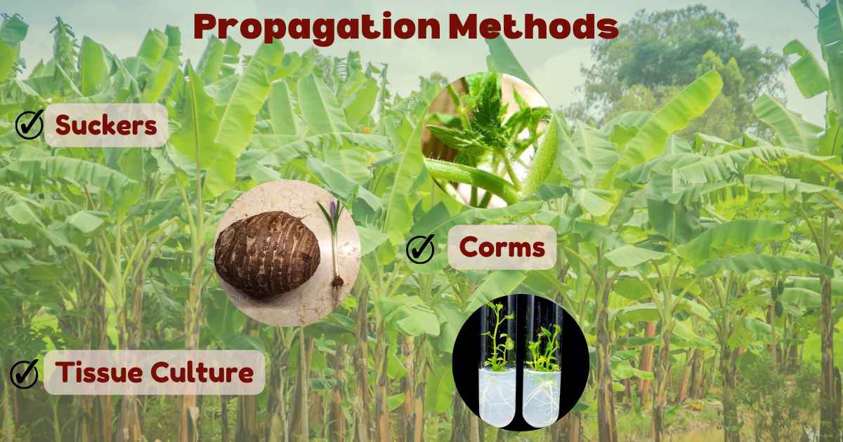 Image showing the Propagation Methods
