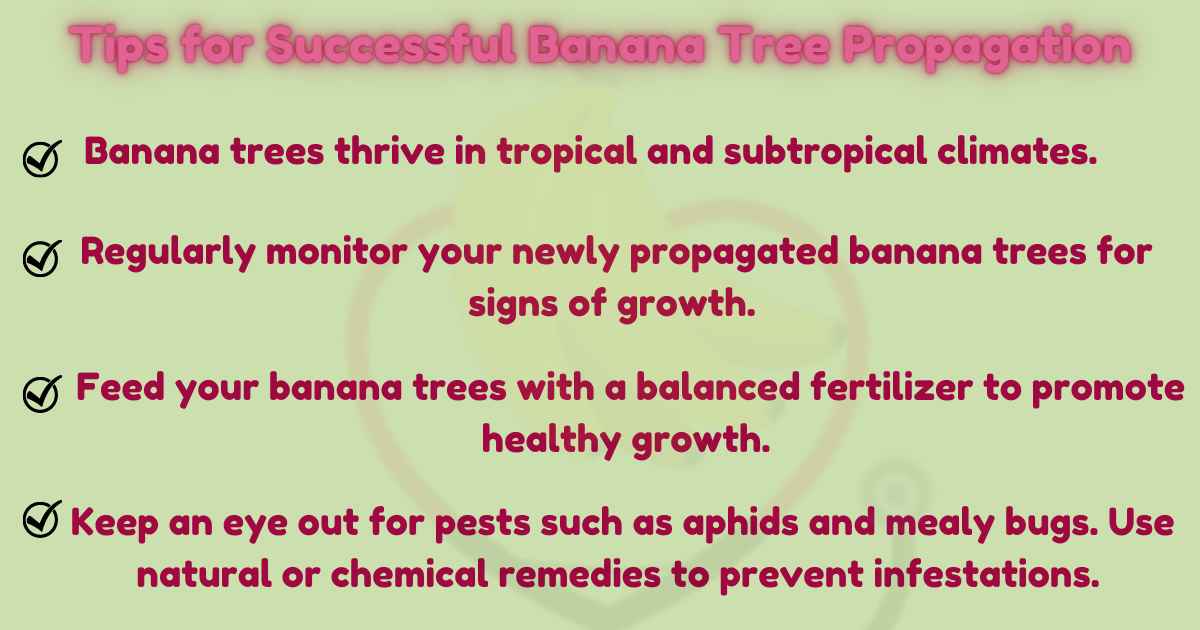 Image showing the Tips for Successful Banana Tree Propagation