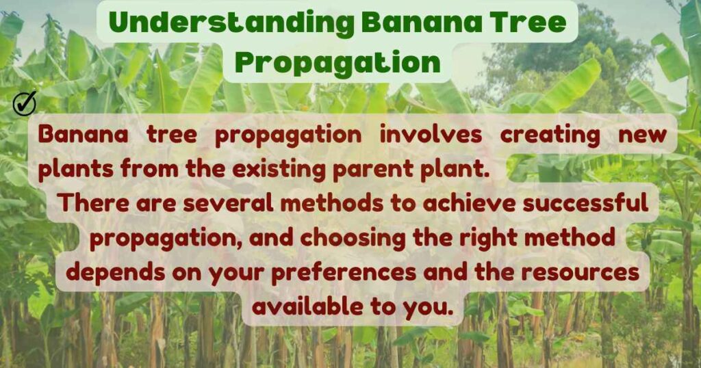 How to Propagate Banana Trees? Banana Dose