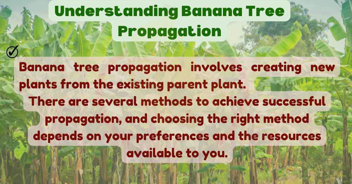 Image showing the Understanding Banana Tree Propagation