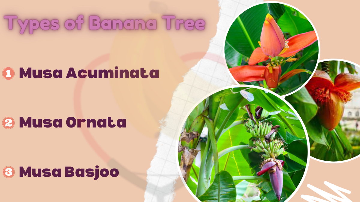 Image showing the Types of Banana Tree