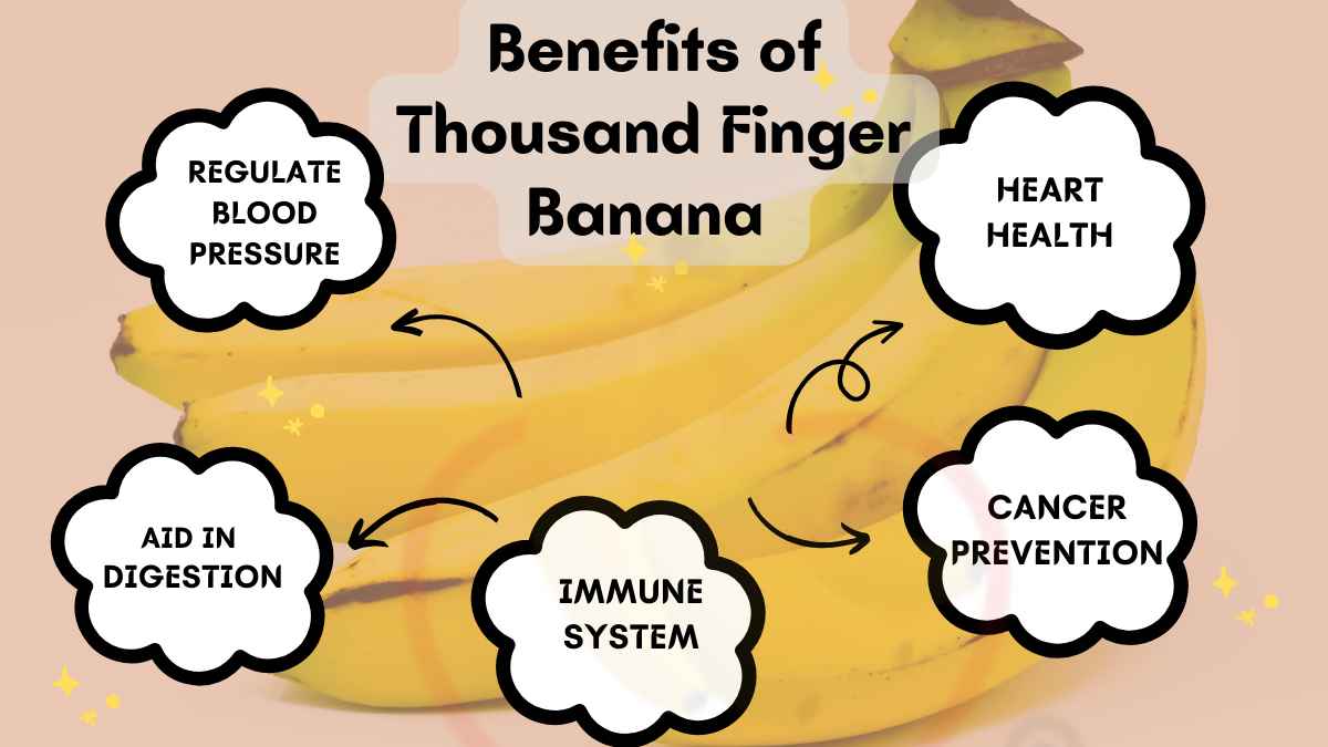 Image showing the Health benefits of Thousand Finger banana