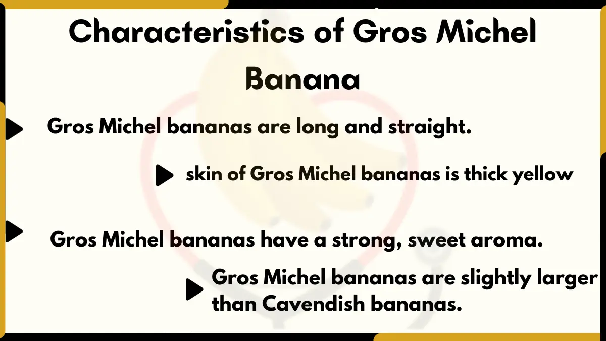 Image showing the Characteristics of Gros Michel Banana