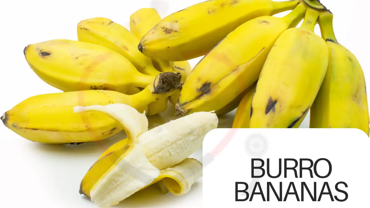 Image showing burro banana a type of banana